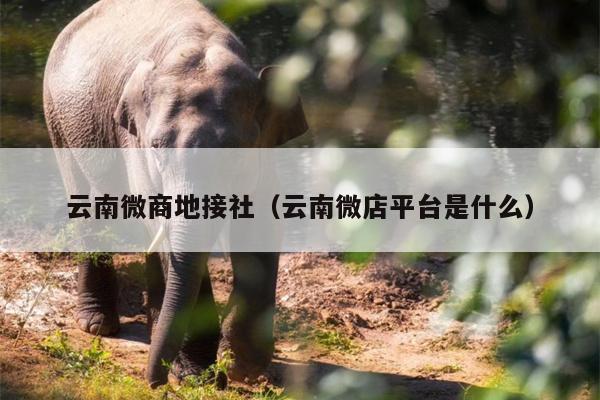 云南微商地接社（云南微店平台是什么）