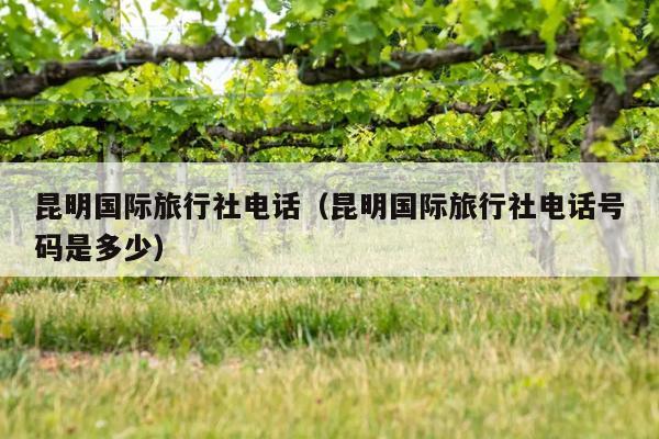 昆明国际旅行社电话（昆明国际旅行社电话号码是多少）